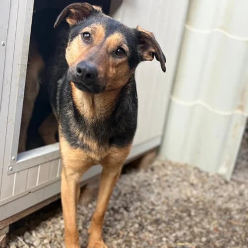 NAHARI, female Mixed Breed for adoption at Sans Colliers