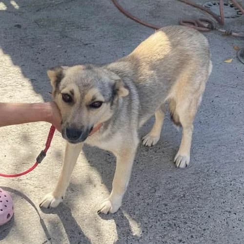 NELLY, female young Mixed Breed for adoption at Sans Colliers