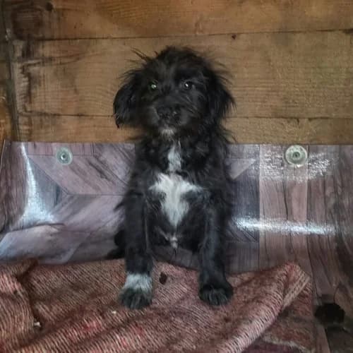 OREO, male puppy Mixed Breed for adoption at Sans Colliers