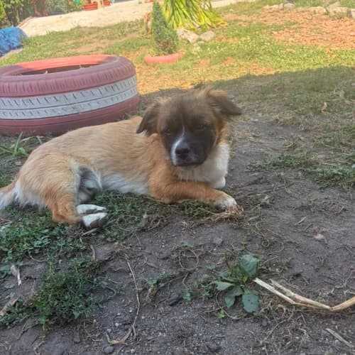 PEKI, male young Mixed Breed for adoption at Sans Colliers