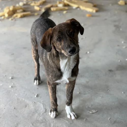 POC, male puppy Mixed Breed for adoption at Sans Colliers