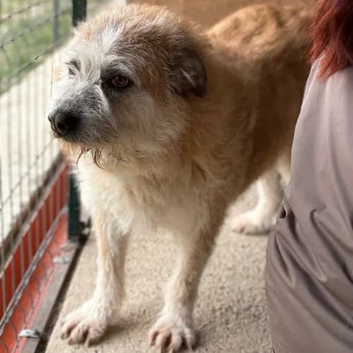 POLUX, male senior Mixed Breed for adoption at Sans Colliers