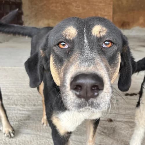 RHEVA, female 3yo Mixed Breed for adoption at Sans Colliers