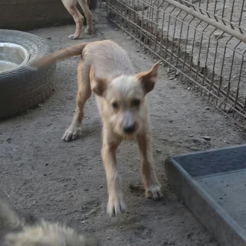 ROMEO, male Mixed Breed for adoption at Sans Colliers