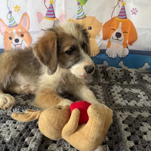 SALAZIE, female puppy Mixed Breed for adoption at Sans Colliers