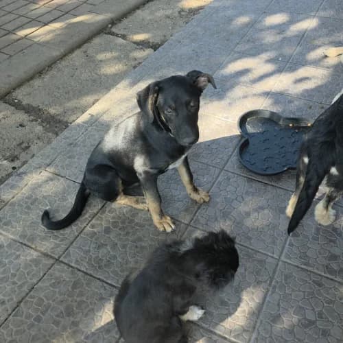 SAMBA, male puppy Mixed Breed for adoption at Sans Colliers