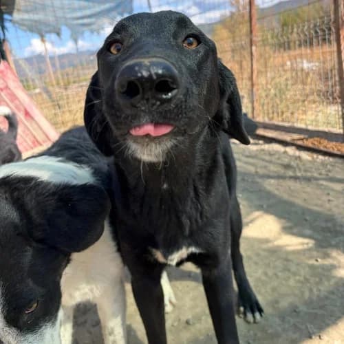 SCARLETT, female Mixed Breed for adoption at Sans Colliers