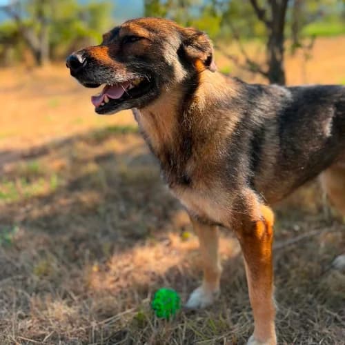 SHANY, female senior Mixed Breed for adoption at Sans Colliers