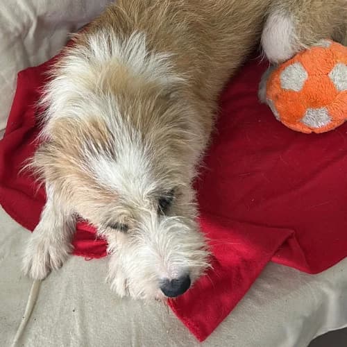 SHIRLEY, female 3yo Mixed Breed for adoption at Sans Colliers