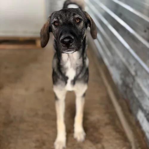 SISTA, female Mixed Breed for adoption at Sans Colliers