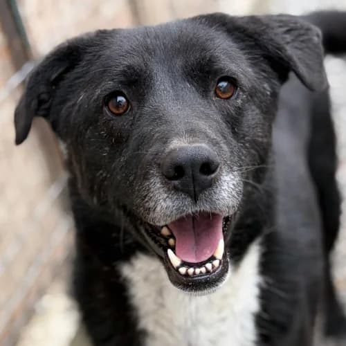 SNOOD, male 4yo Mixed Breed for adoption at Sans Colliers