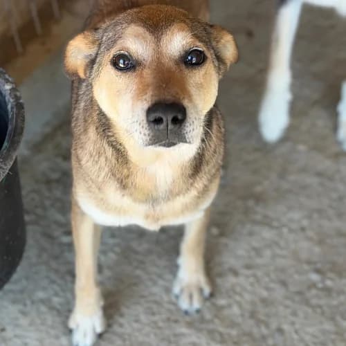 SPRINGA, female 7yo Mixed Breed for adoption at Sans Colliers