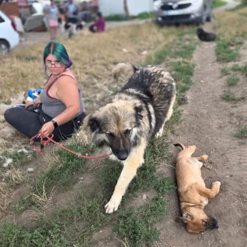 SULLEY, female 7yo Mixed Breed for adoption at Sans Colliers