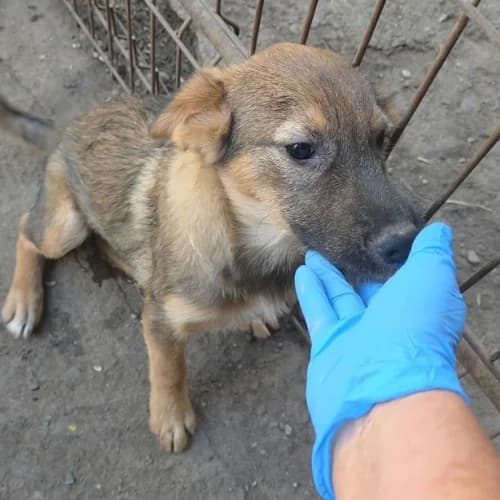 TAÏSS, female Mixed Breed for adoption at Sans Colliers