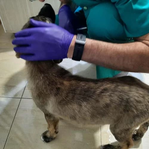 ULFI, male Mixed Breed for adoption at Sans Colliers