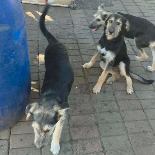 ZARA, female puppy Mixed Breed for adoption at Sans Colliers