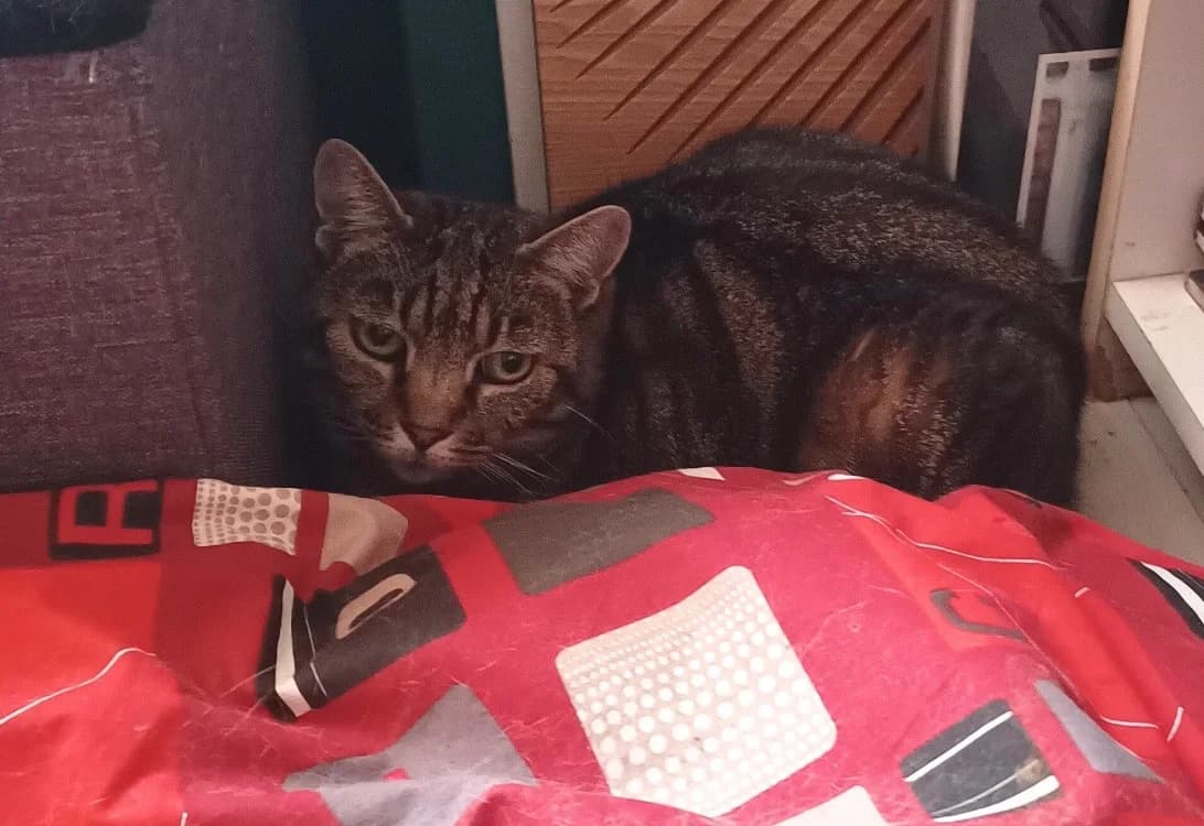 Taïs, female senior European Shorthair for adoption at Saraa, saraa