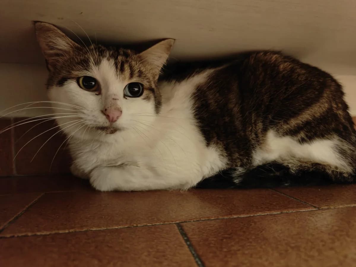 Volodia, male young mixed breed for adoption at Saraa, saraa