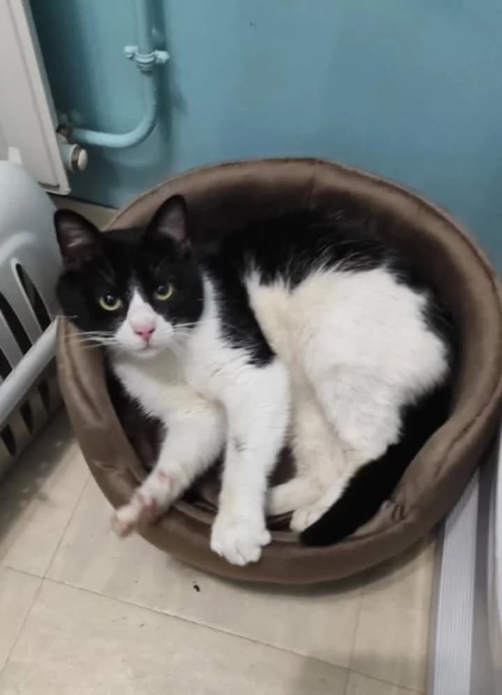Felix, male young mixed breed for adoption at Saraa, saraa