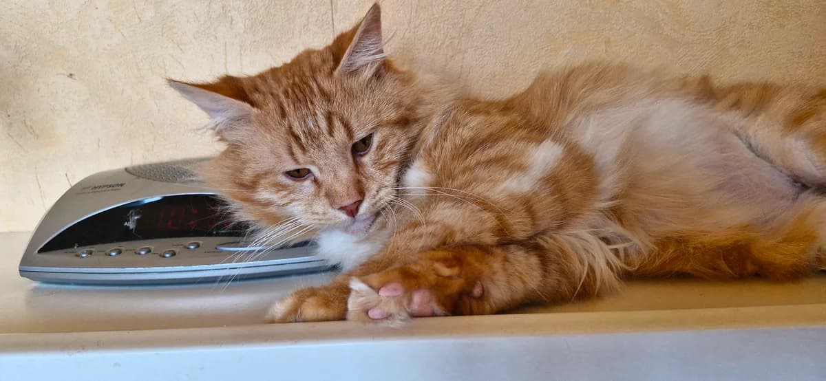Safran, male young mixed breed for adoption at Saraa, saraa