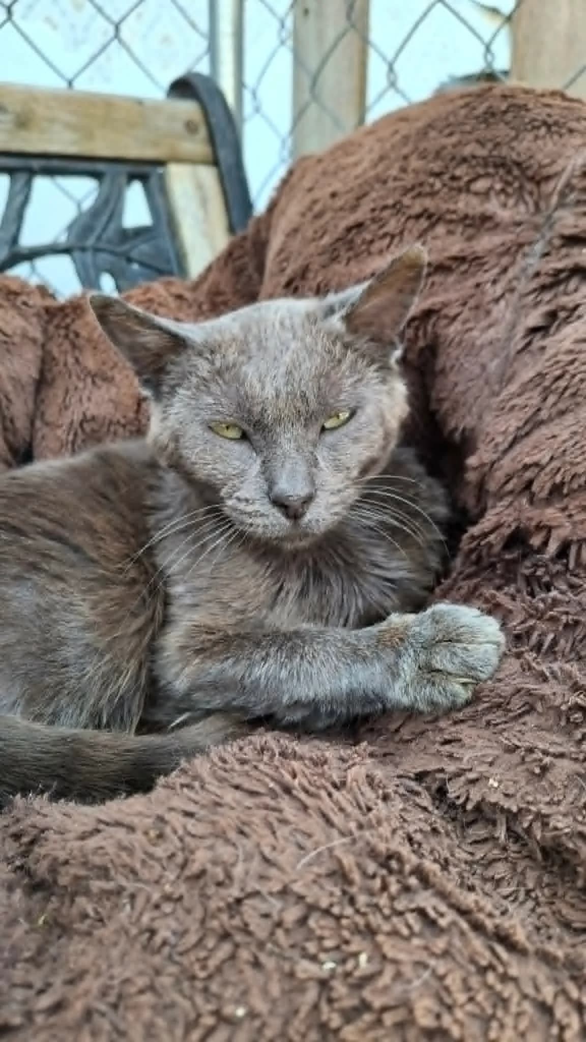 Galaxy, female young mixed breed for adoption at Saraa, saraa