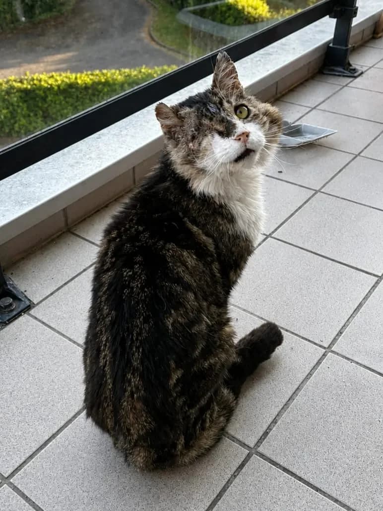 Sparrow, male senior European Shorthair for adoption at Savoinimaux, savoinimaux