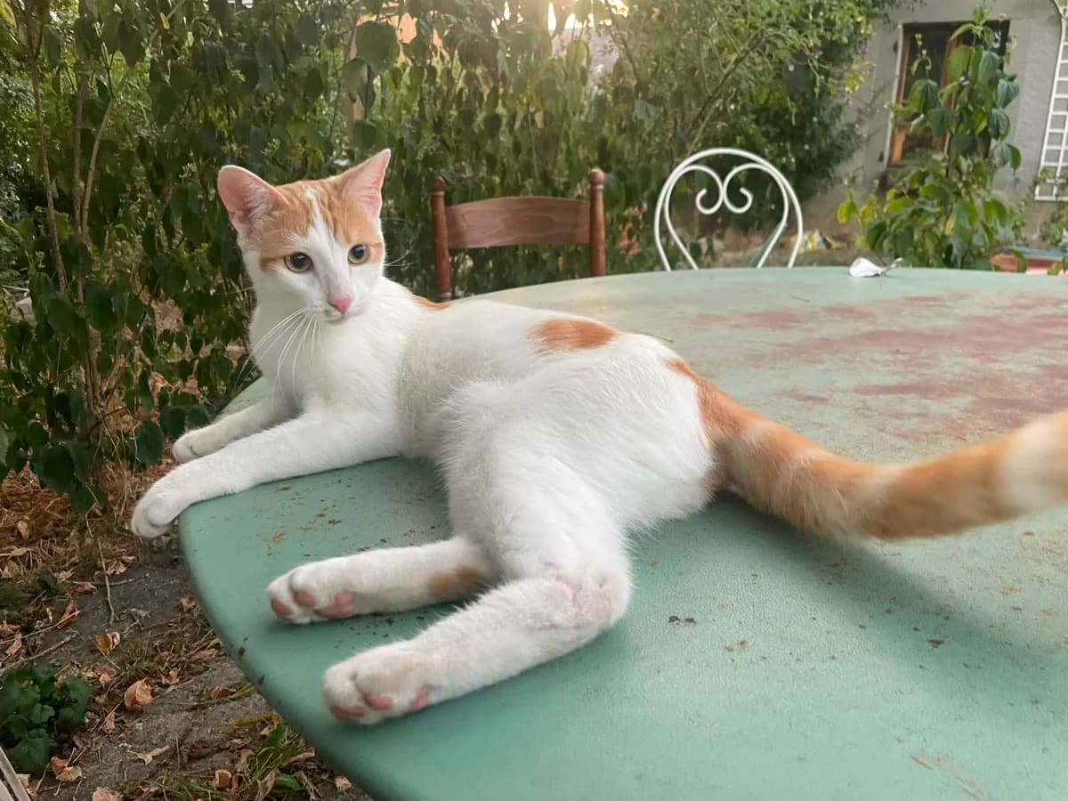 Spéculos, male young European Shorthair for adoption at Savoinimaux, savoinimaux