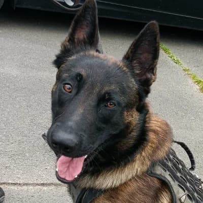 ALPHA, male young Belgian Malinois for adoption at SHPA Le Havre, Le Havre
