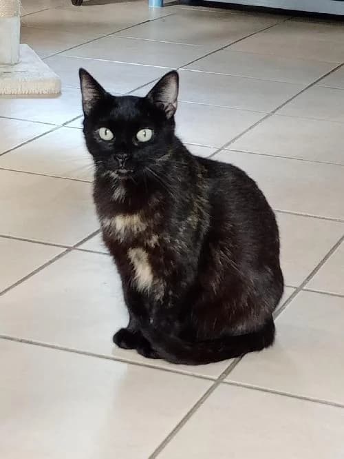 AMAZONE, female mixed breed for adoption at Le Havre