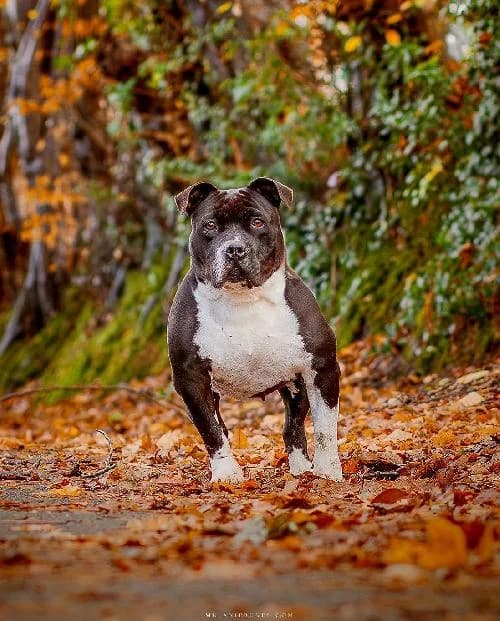 ANGELE, female American Bully for adoption at Le Havre