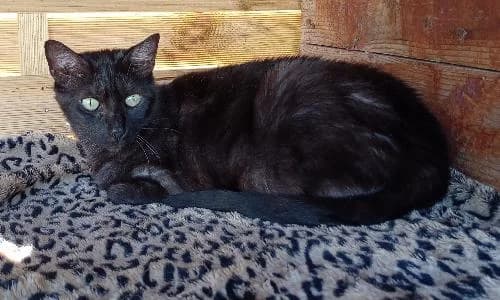 ARDOISE, female mixed breed for adoption at Le Havre