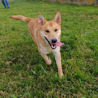 ARTAX, male young Labrador Retriever for adoption at SHPA Le Havre, Le Havre