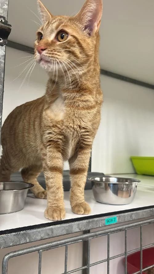 ASTON, male young mixed breed for adoption at SHPA Le Havre, Le Havre
