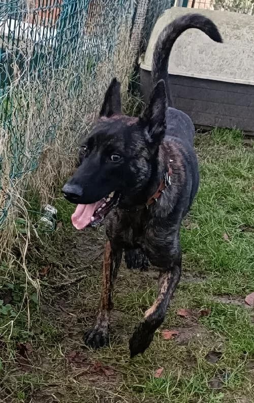 ATHENA, female young Belgian Malinois for adoption at SHPA Le Havre, Le Havre