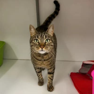 AZARO, male young mixed breed for adoption at SHPA Le Havre, Le Havre
