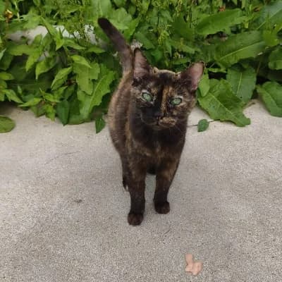 BELLA, female senior mixed breed for adoption at SHPA Le Havre, Le Havre