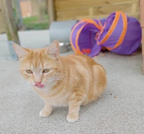 BERENICE, female mixed breed for adoption at Le Havre