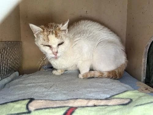 BETTANY, female senior mixed breed for adoption at SHPA Le Havre, Le Havre