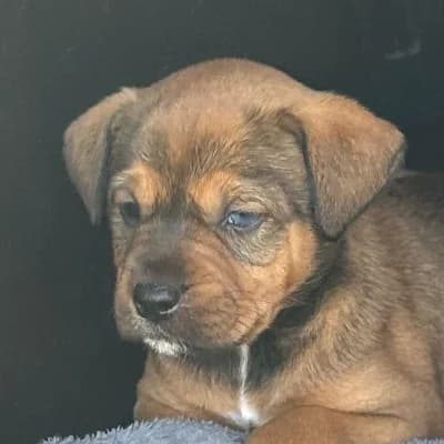 BIANCA, female puppy Husky for adoption at SHPA Le Havre, Le Havre