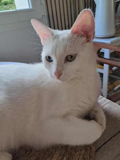 BLANCO, male mixed breed for adoption at Le Havre