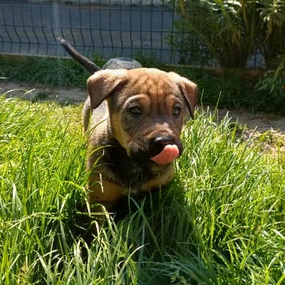 BOB, male puppy Husky for adoption at SHPA Le Havre, Le Havre