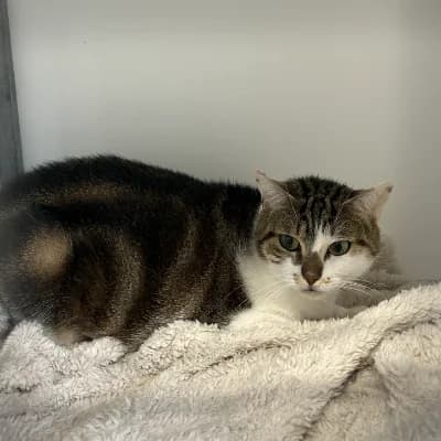 BOHEME, female young mixed breed for adoption at SHPA Le Havre, Le Havre