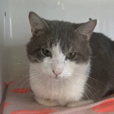 Brio, male mixed breed for adoption at Le Havre