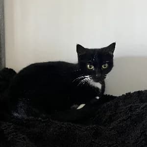 Bubble, female young mixed breed for adoption at SHPA Le Havre, Le Havre
