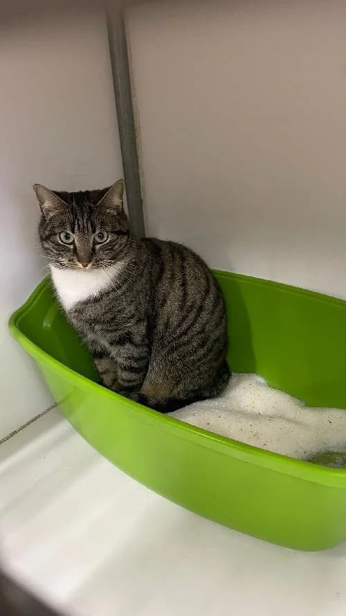 CALINE, female mixed breed for adoption at Le Havre