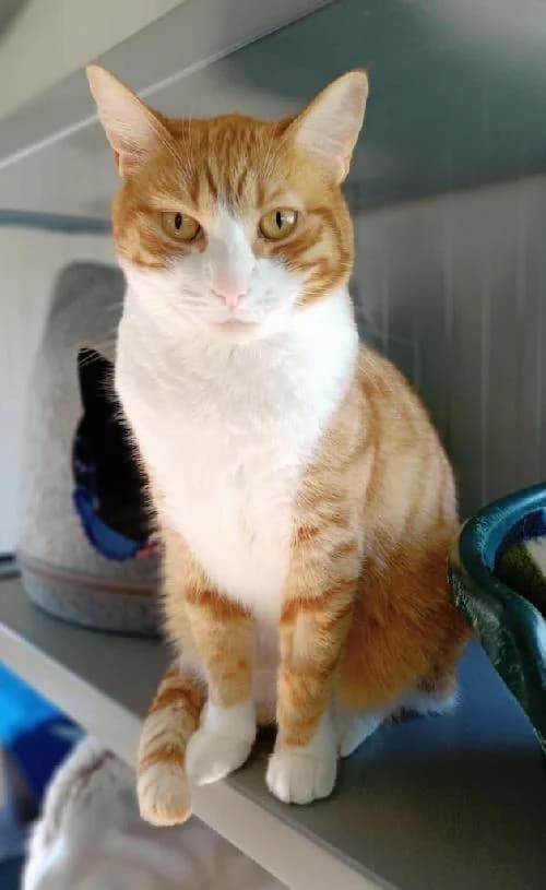 CANEL, male mixed breed for adoption at Le Havre