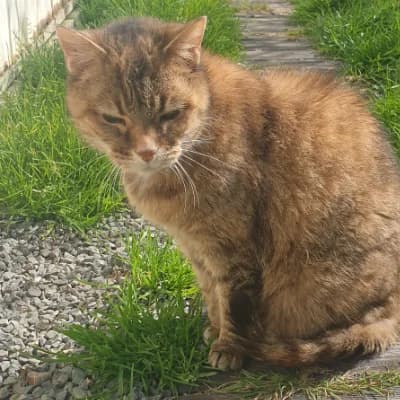 carla, female senior mixed breed for adoption at SHPA Le Havre, Le Havre