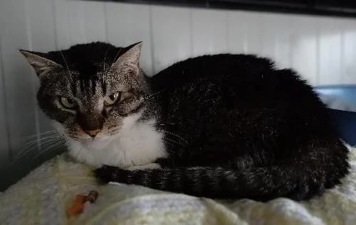 CASPER, male mixed breed for adoption at Le Havre