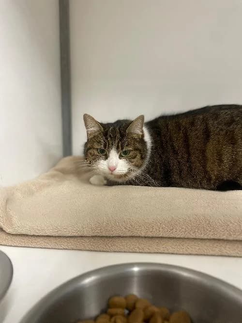 CHABLIS, female mixed breed for adoption at Le Havre