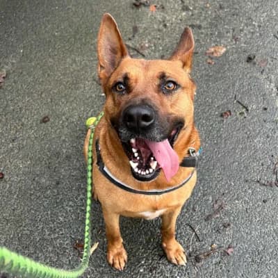 CHOUPI, male 4yo Belgian Malinois for adoption at SHPA Le Havre, Le Havre